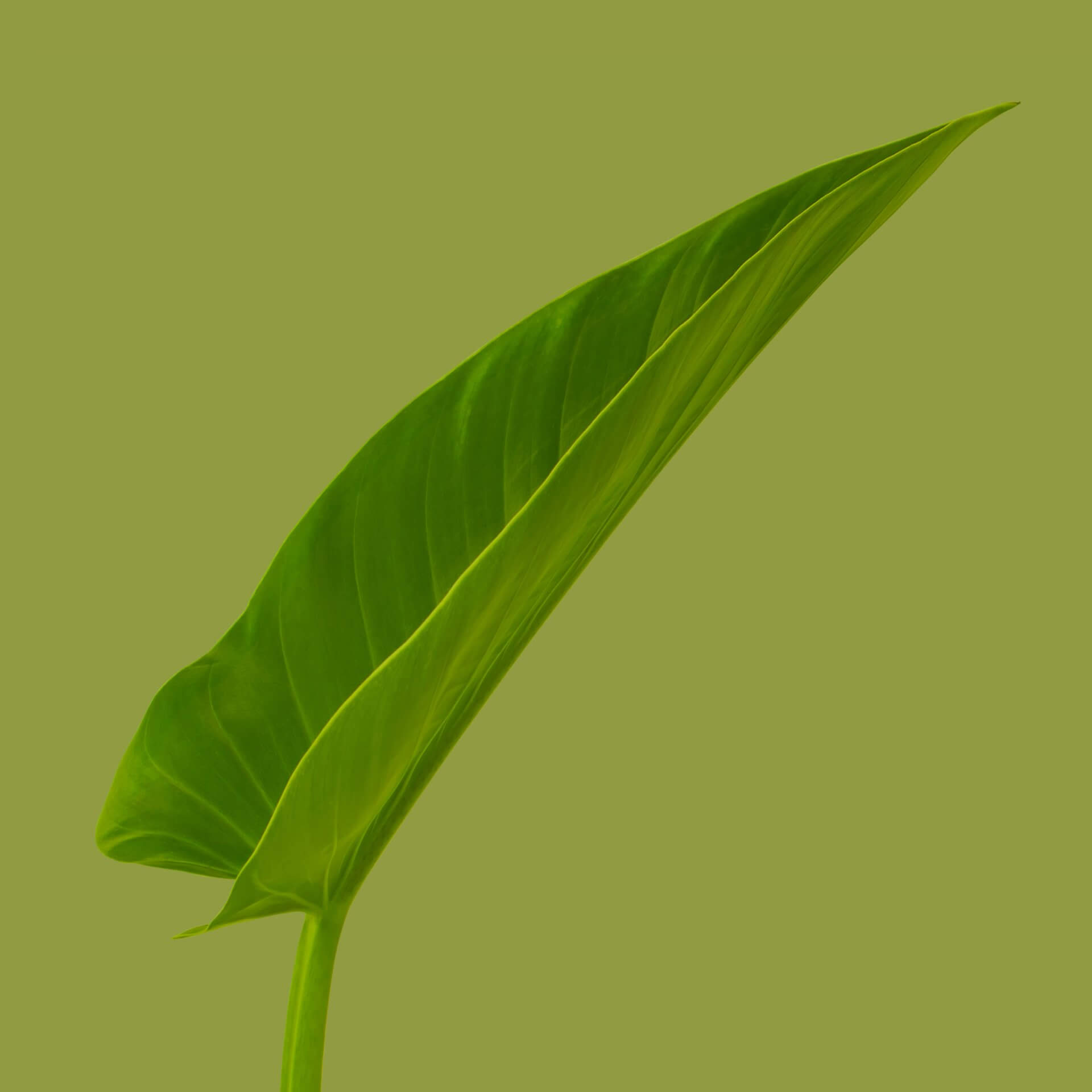 About us sustainability